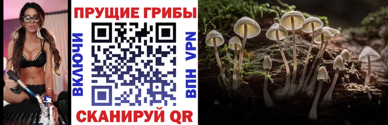 Псилоцибиновые грибы Psilocybine cubensis Бежецк